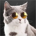 Gray and white cat wearing round yellow sunglasses, stylish pet accessory for fun photos